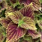 Coleus Solenostemon "Speed Fire" - во саксија Ø13